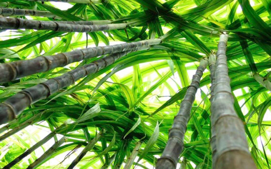 Biometano a partir da vinhaça da cana-de-açúcar: Uma alternativa sustentável para a matriz energética