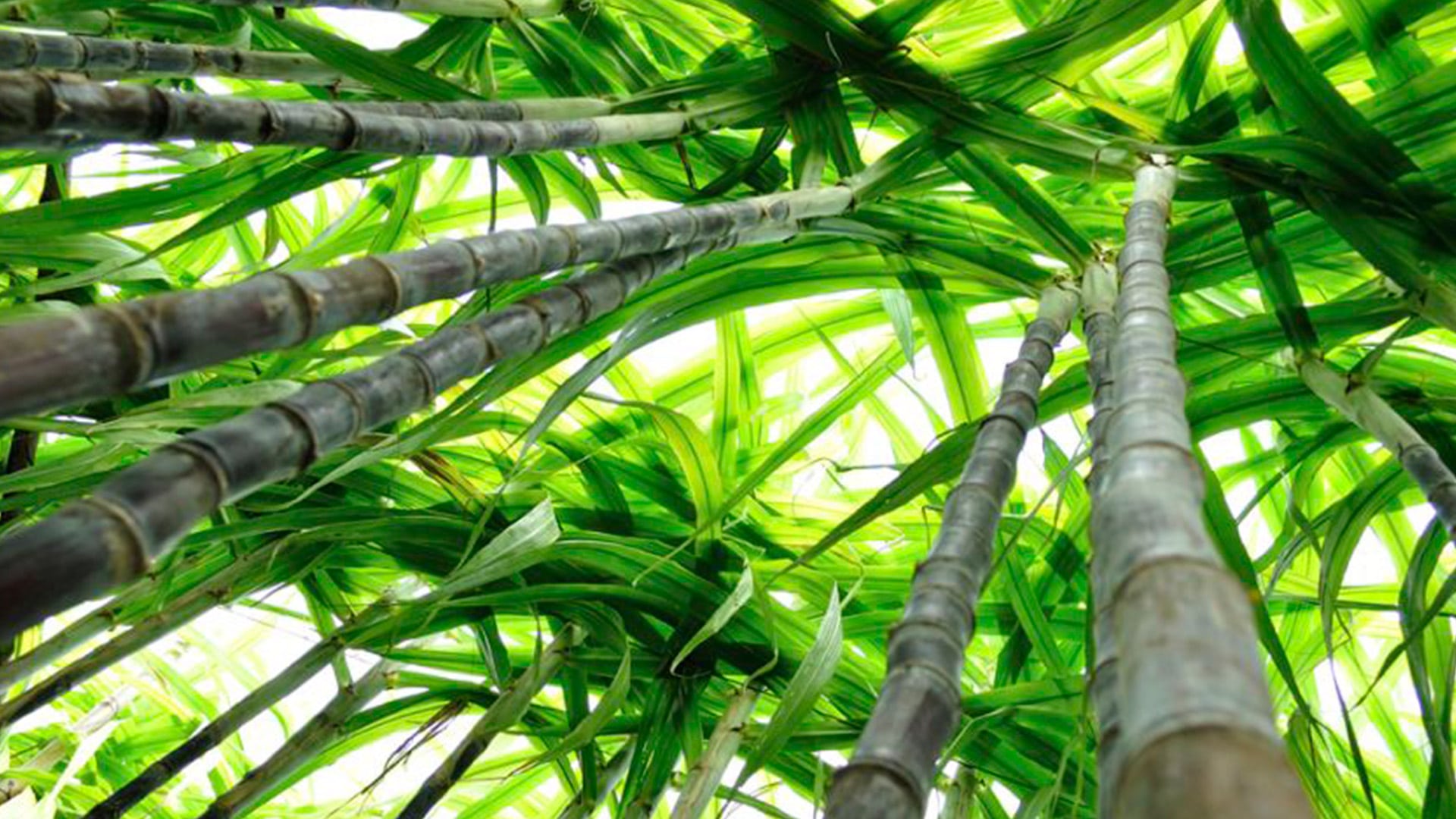 Foto: Biometano a partir da vinhaça da cana-de-açúcar: Uma alternativa sustentável para a matriz energética